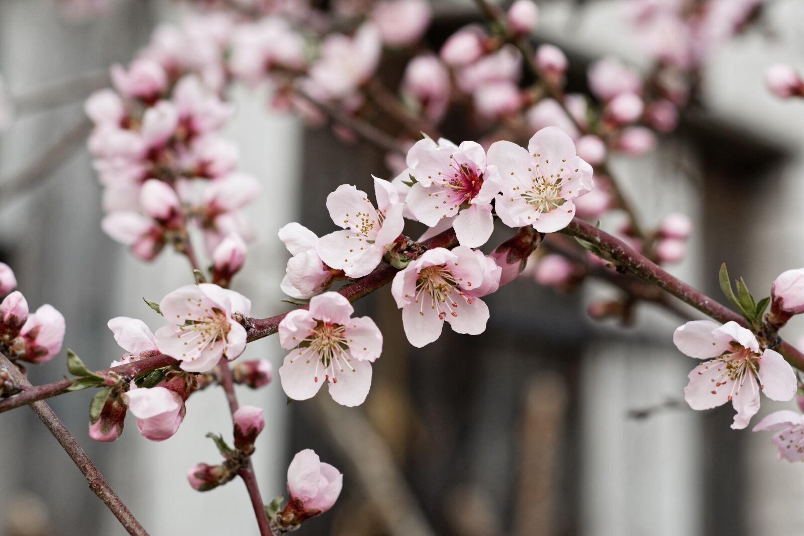 Nikon D5200 sample photo. Flowers, pale pink, nectarine photography
