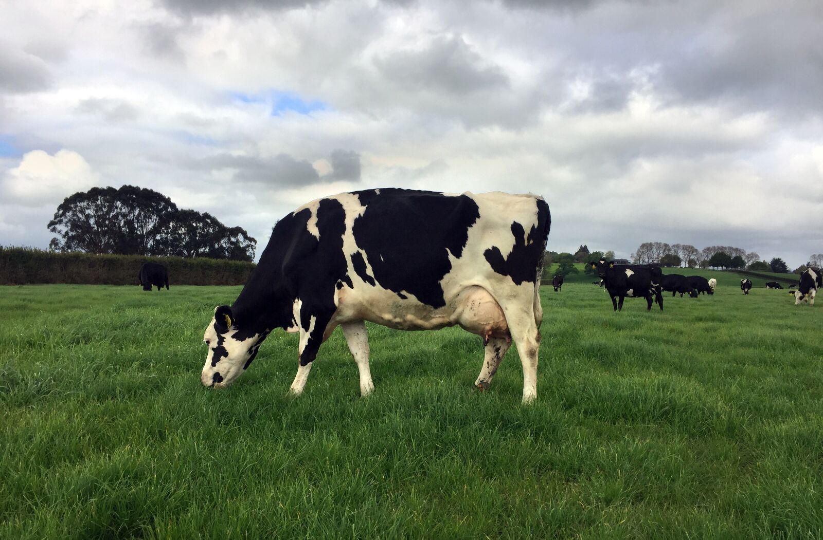 iPhone 6 back camera 4.15mm f/2.2 sample photo. Cow, grass, agriculture photography