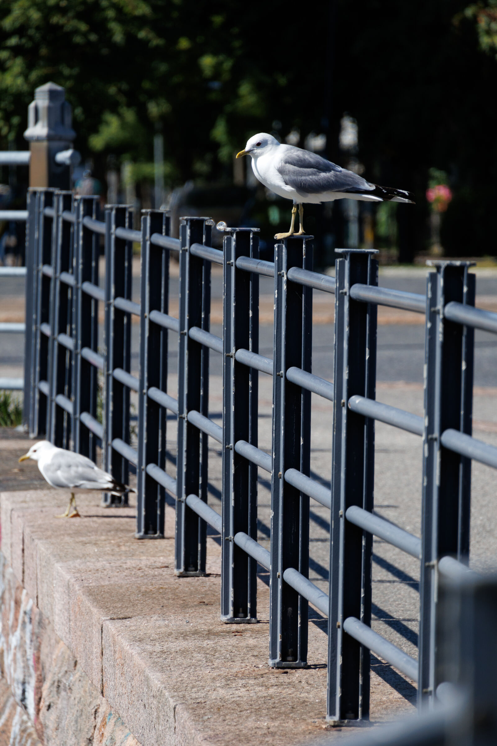 Canon RF-S 55-210mm F5.0-7.1 IS STM sample photo. Seagull fence photography