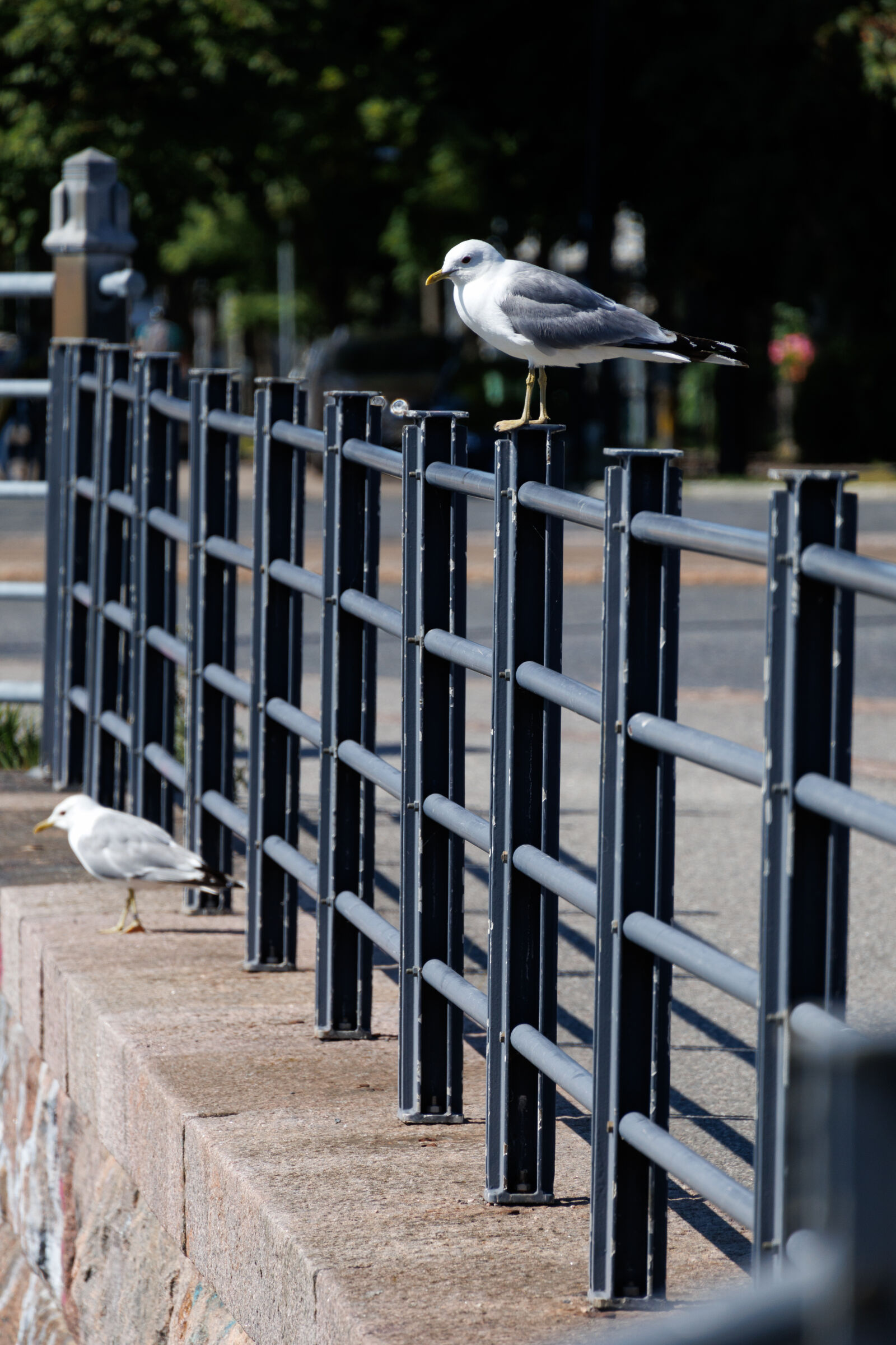 Canon EOS R100 sample photo. Seagull fence photography