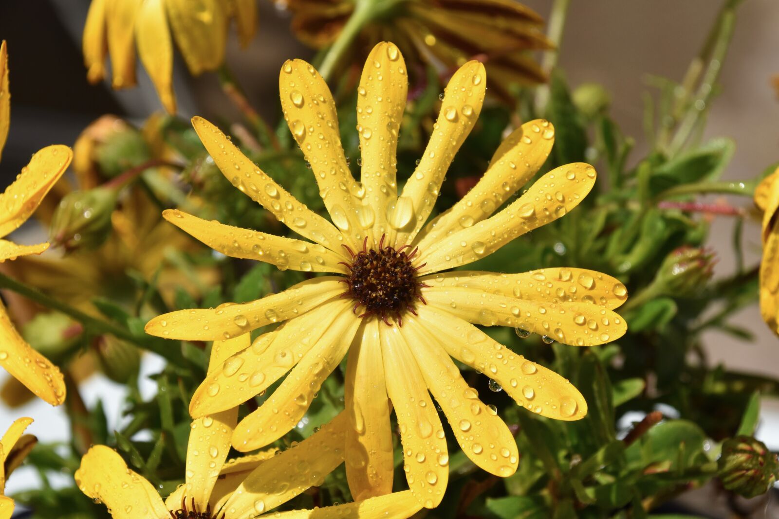 Nikon D5600 sample photo. Flower, yellow flower, petals photography