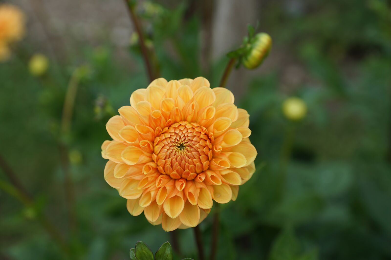 Sony DT 16-50mm F2.8 SSM sample photo. Dallie, flower, yellow photography