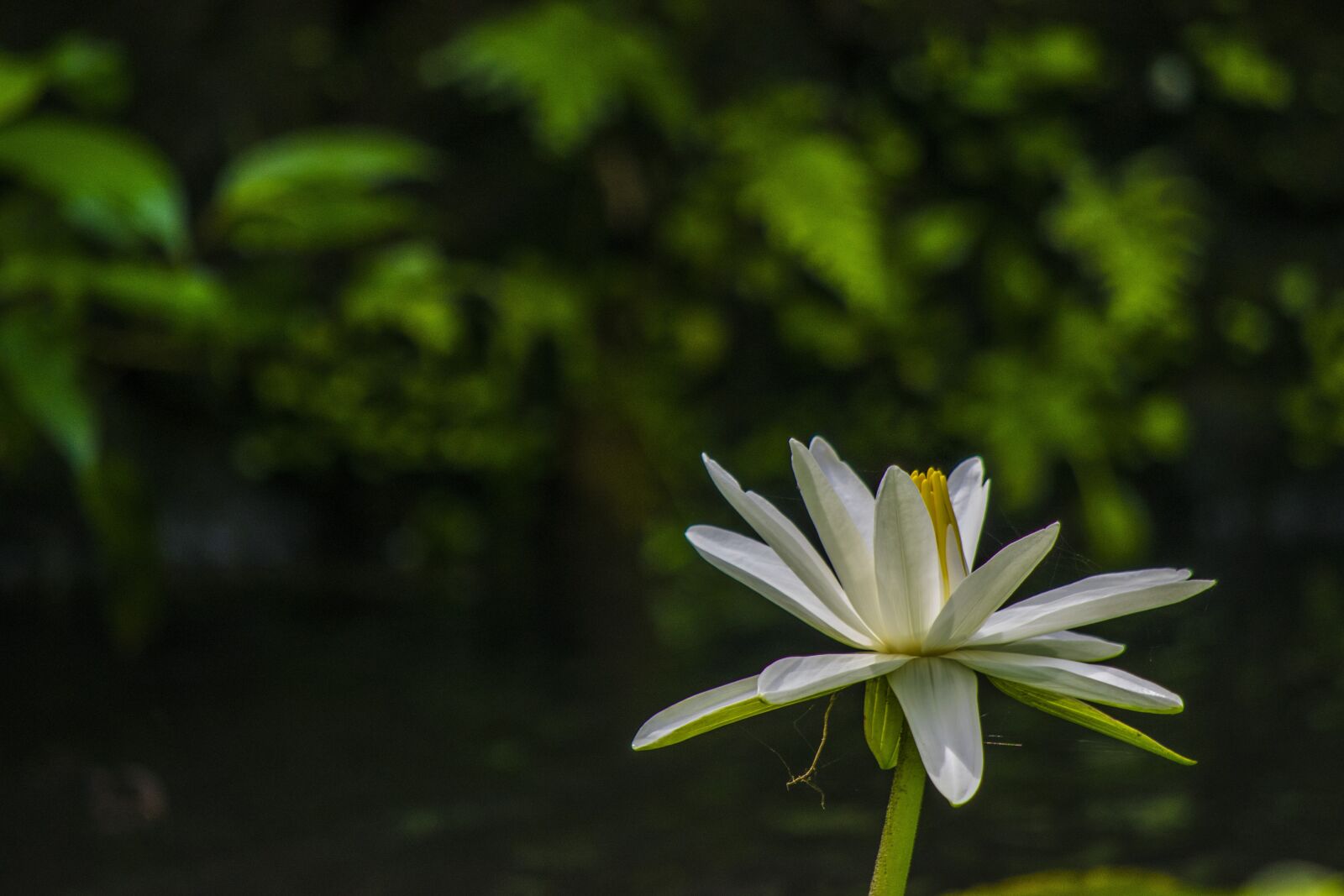 Nikon D5300 sample photo. Flower, nat, flowers photography