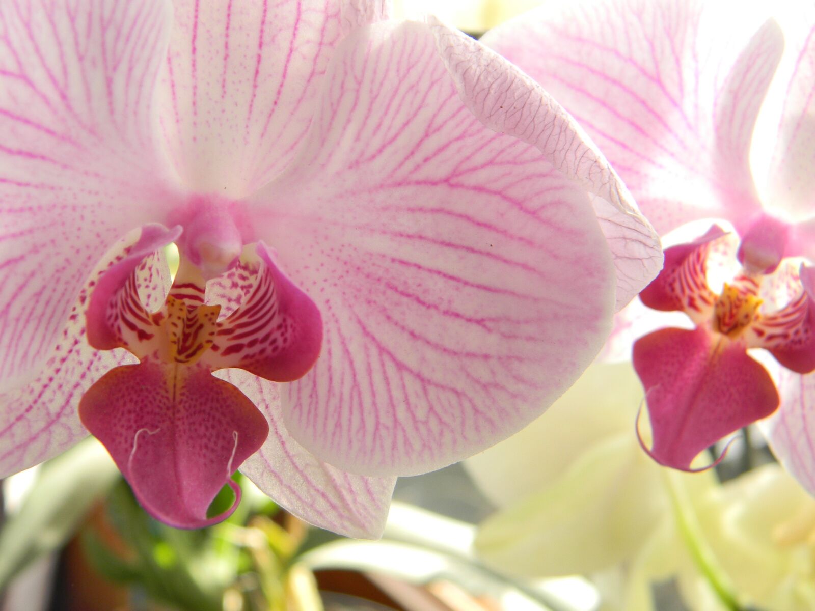 Nikon Coolpix L110 sample photo. Flower, orchids, coloured photography