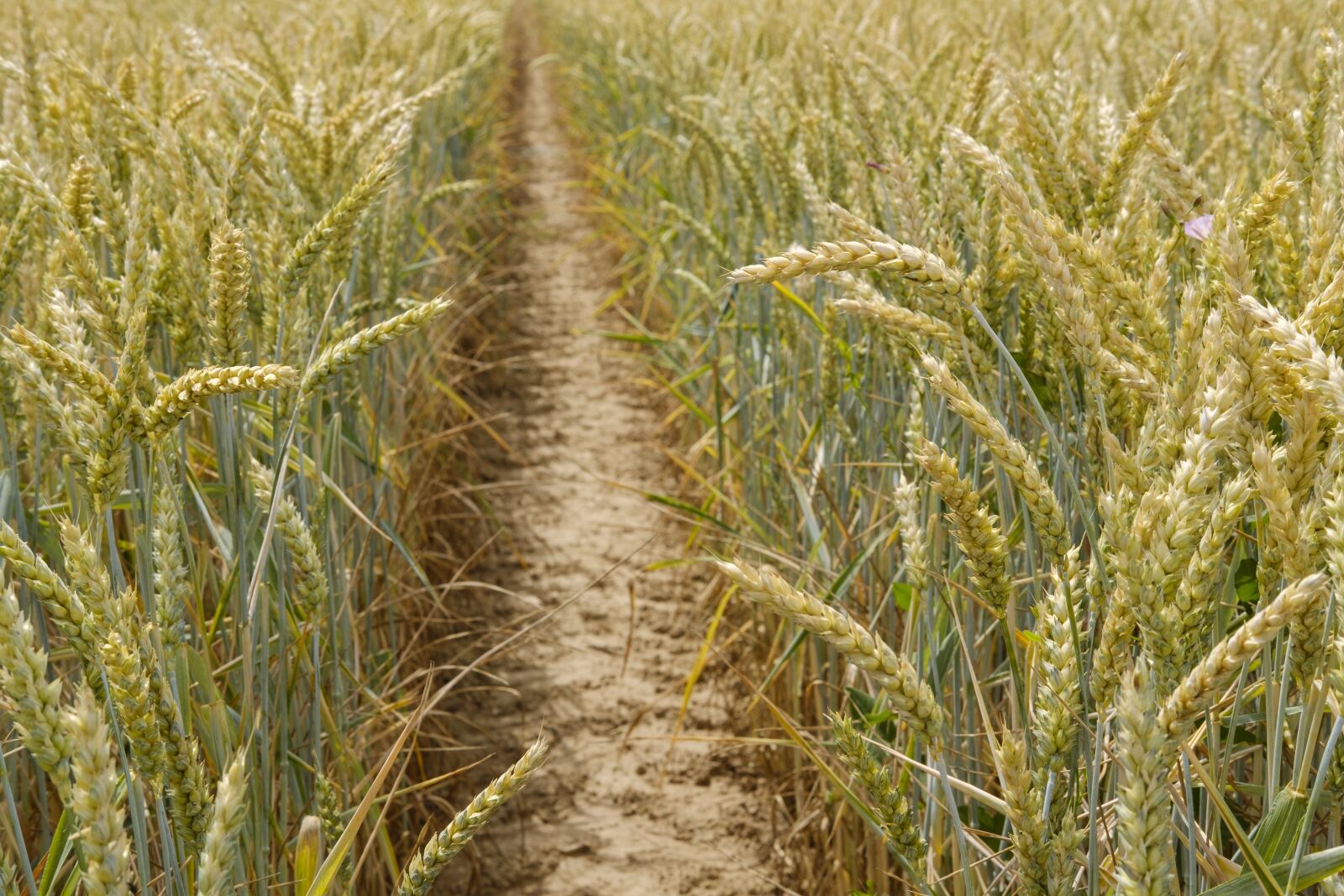 Fujifilm X-T2 + Fujifilm XF 35mm F2 R WR sample photo. Wheat, grain, cornfield photography