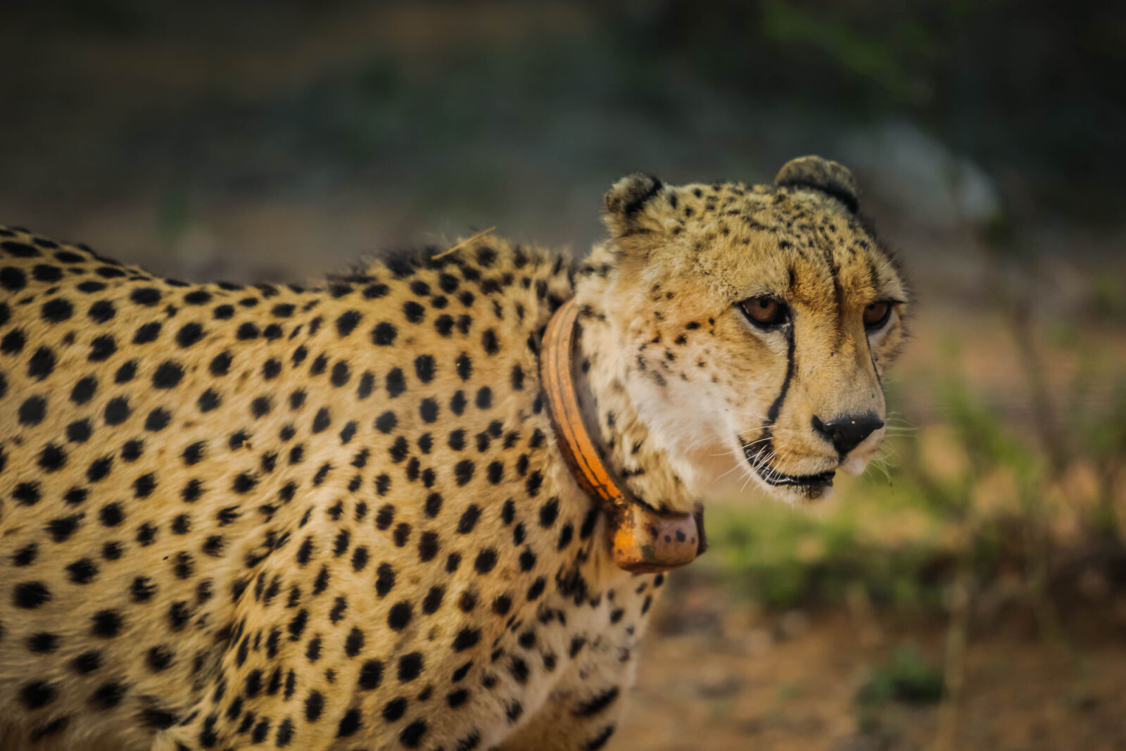 Canon EOS 60D sample photo. Africa, tiger, predator, wilderness photography