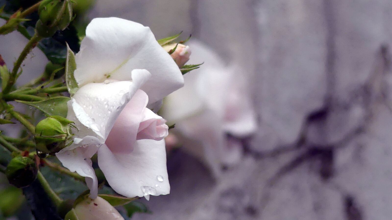 Panasonic Lumix DMC-FZ300 sample photo. Rose, wall, spring photography