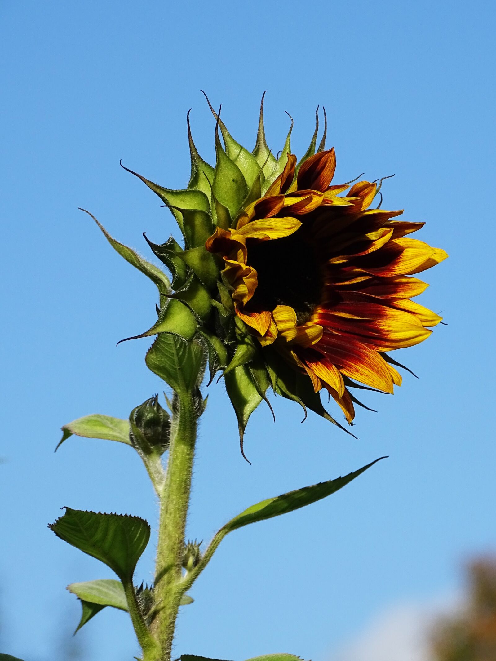 Sony Cyber-shot DSC-HX400V sample photo. Sunflower, flower, summer photography