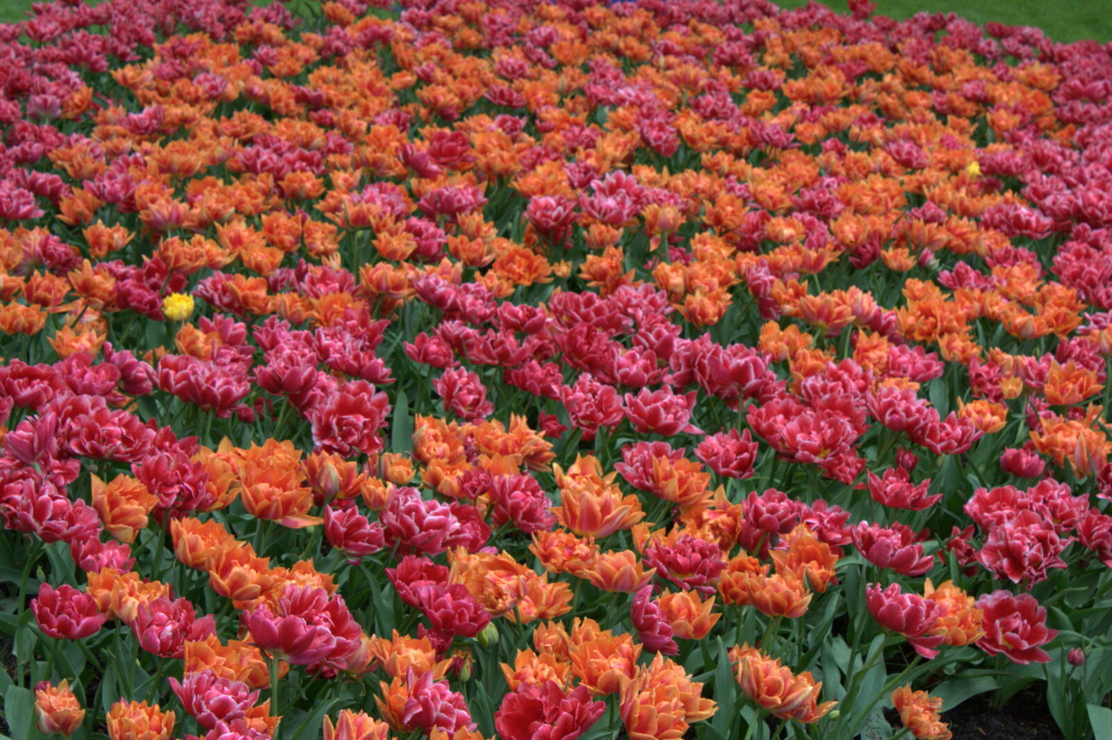 Canon EOS 450D (EOS Rebel XSi / EOS Kiss X2) sample photo. City, park, colors, flowers photography