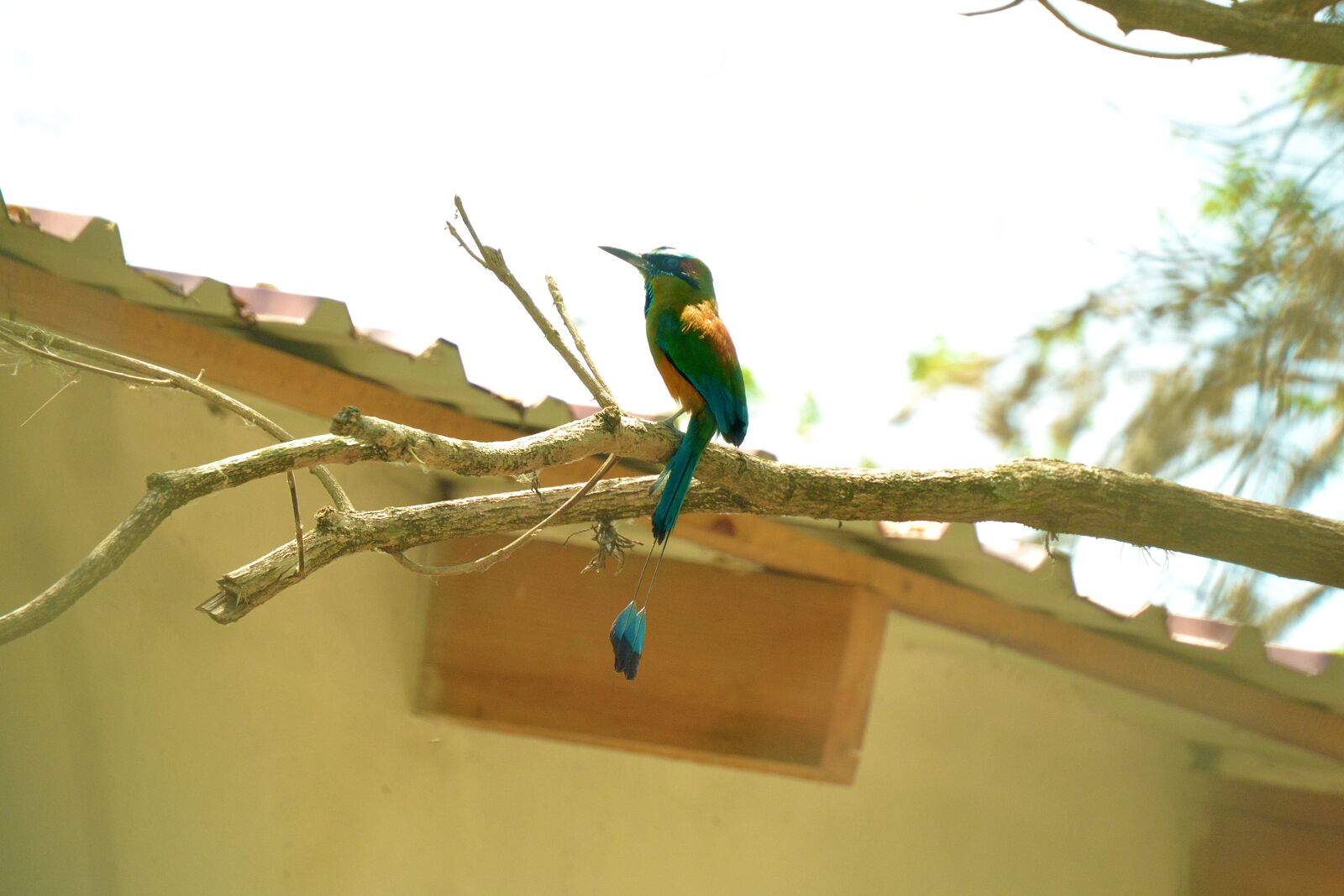 Nikon D5200 sample photo. Guardabarranco, bird, ave photography