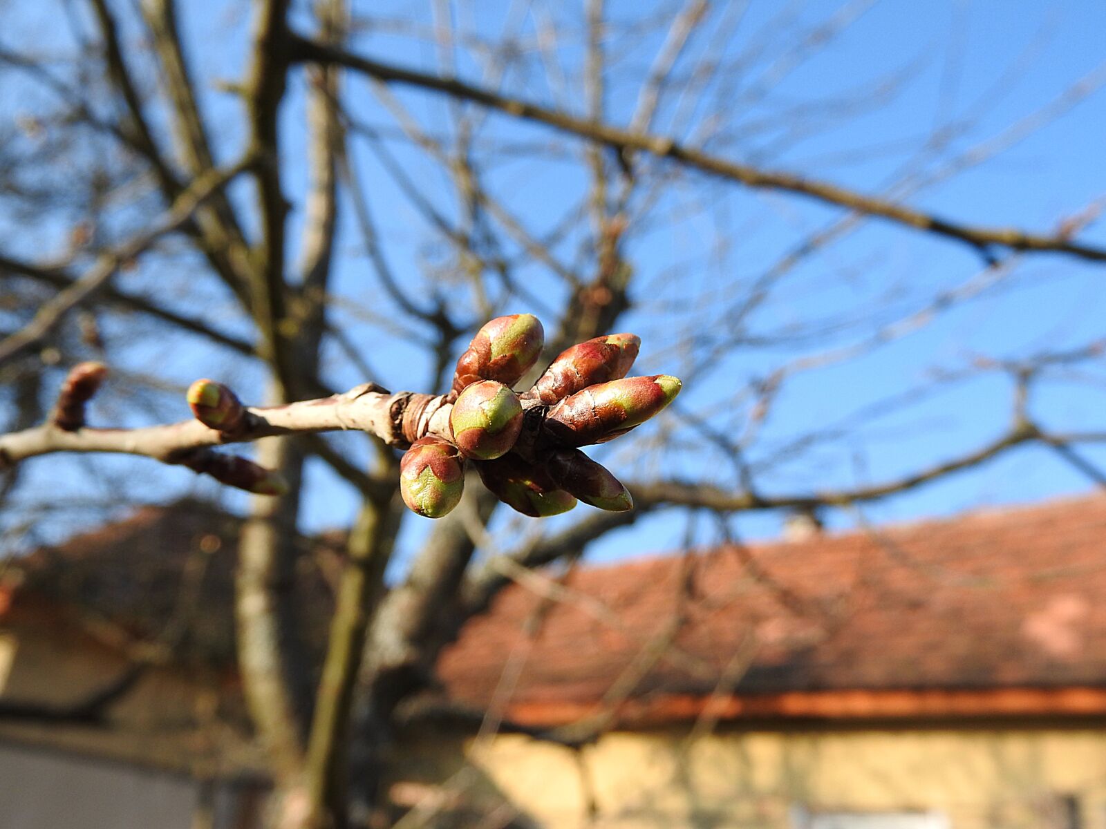 Nikon Coolpix P610 sample photo. Flower buds, cherry buds photography