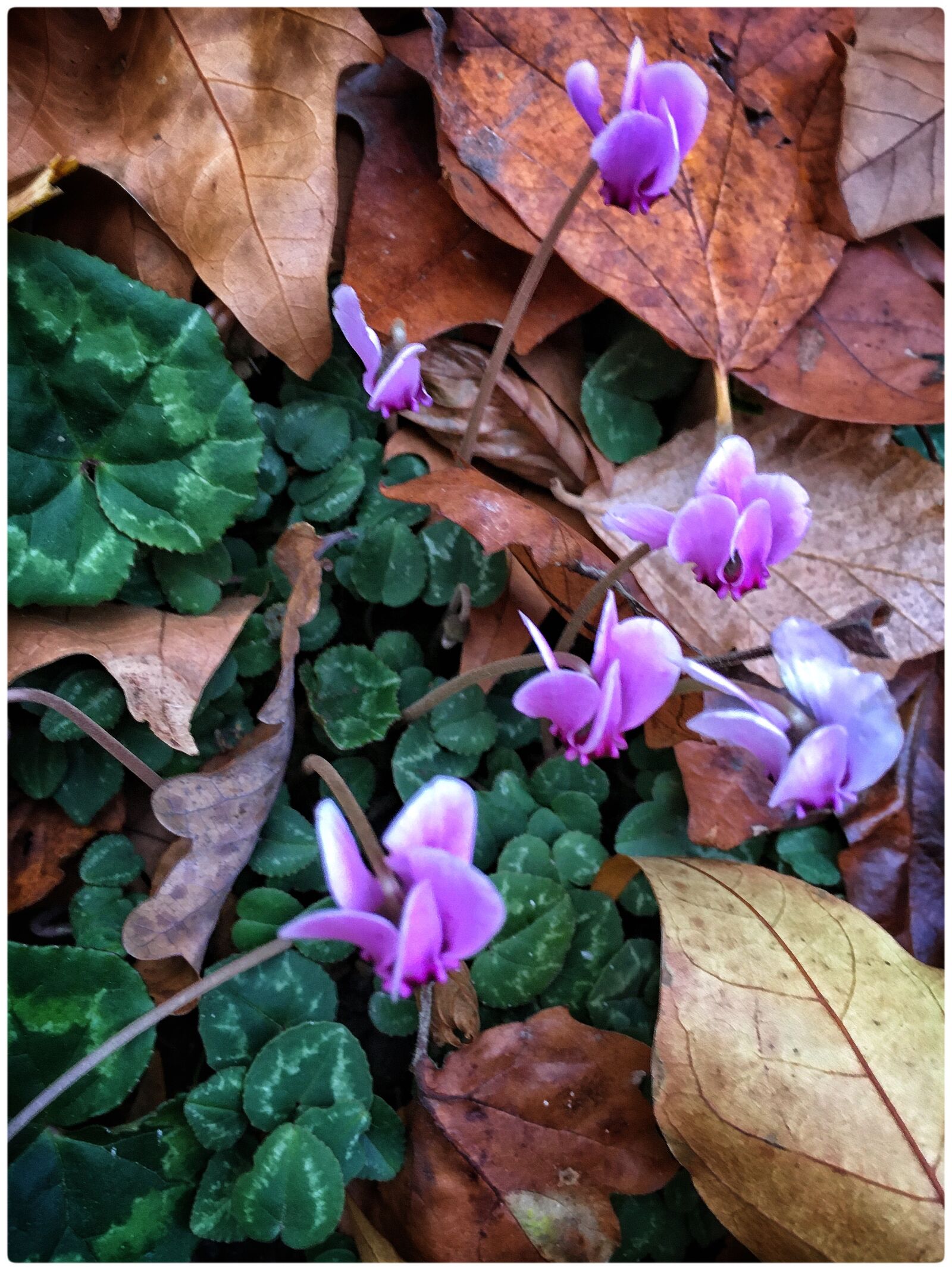 Apple iPhone 6s sample photo. Pink october, cyclamen, violet photography