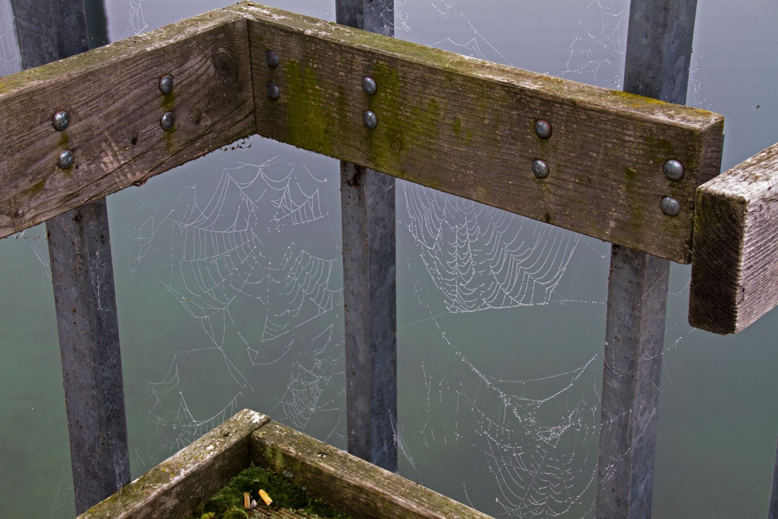 Canon EOS 7D sample photo. Cobweb, web, autumn photography