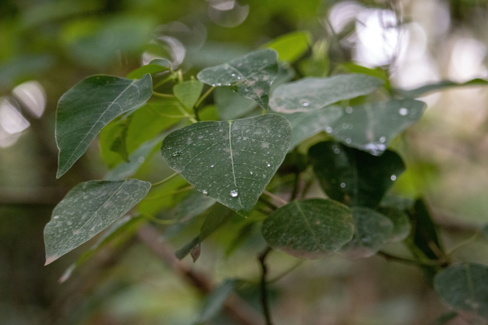 Canon EOS 200D (EOS Rebel SL2 / EOS Kiss X9) sample photo. Leaf, water, droplets photography