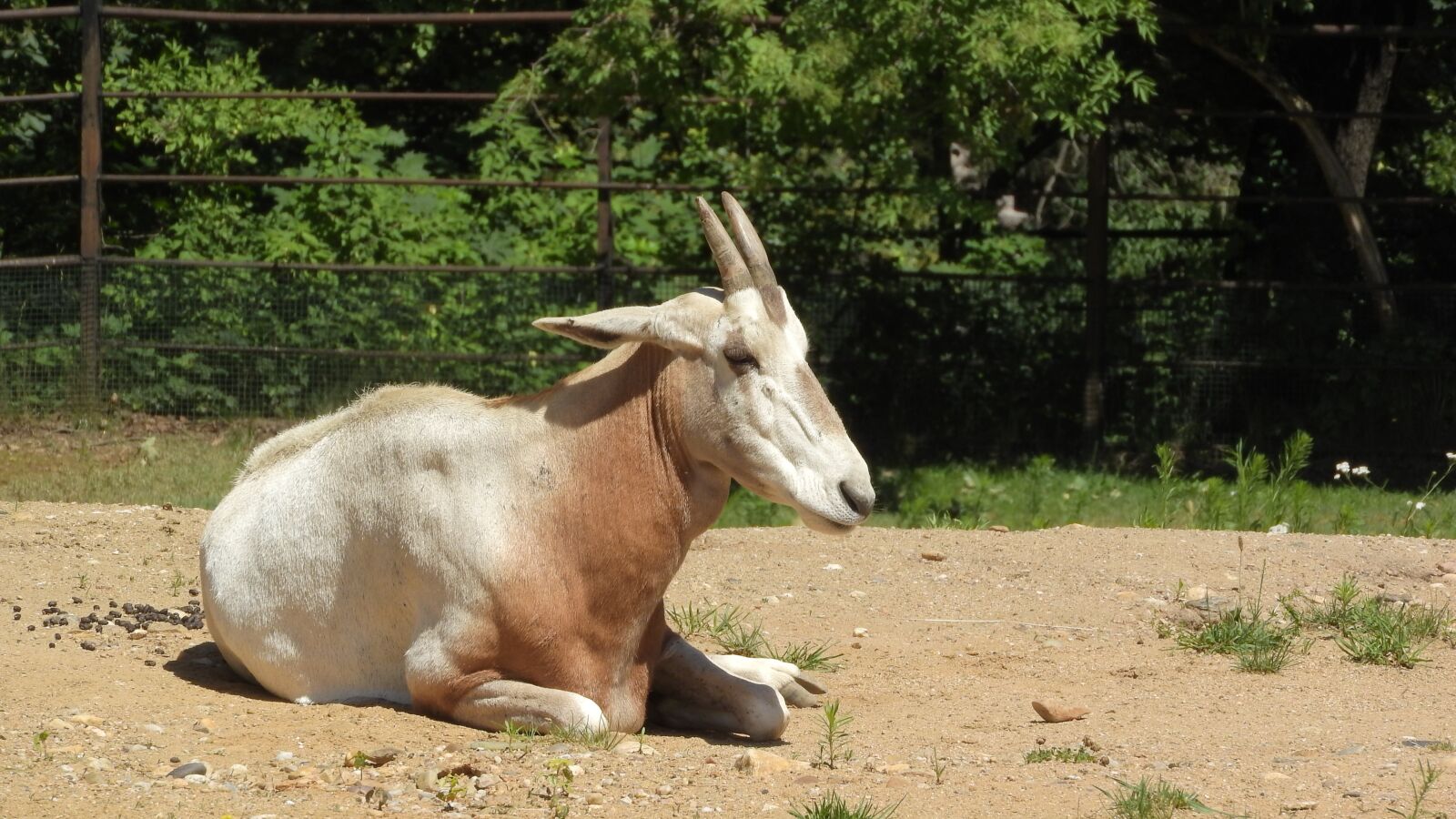 Nikon Coolpix P610 sample photo. Oryx, oryx dammah, antelope photography