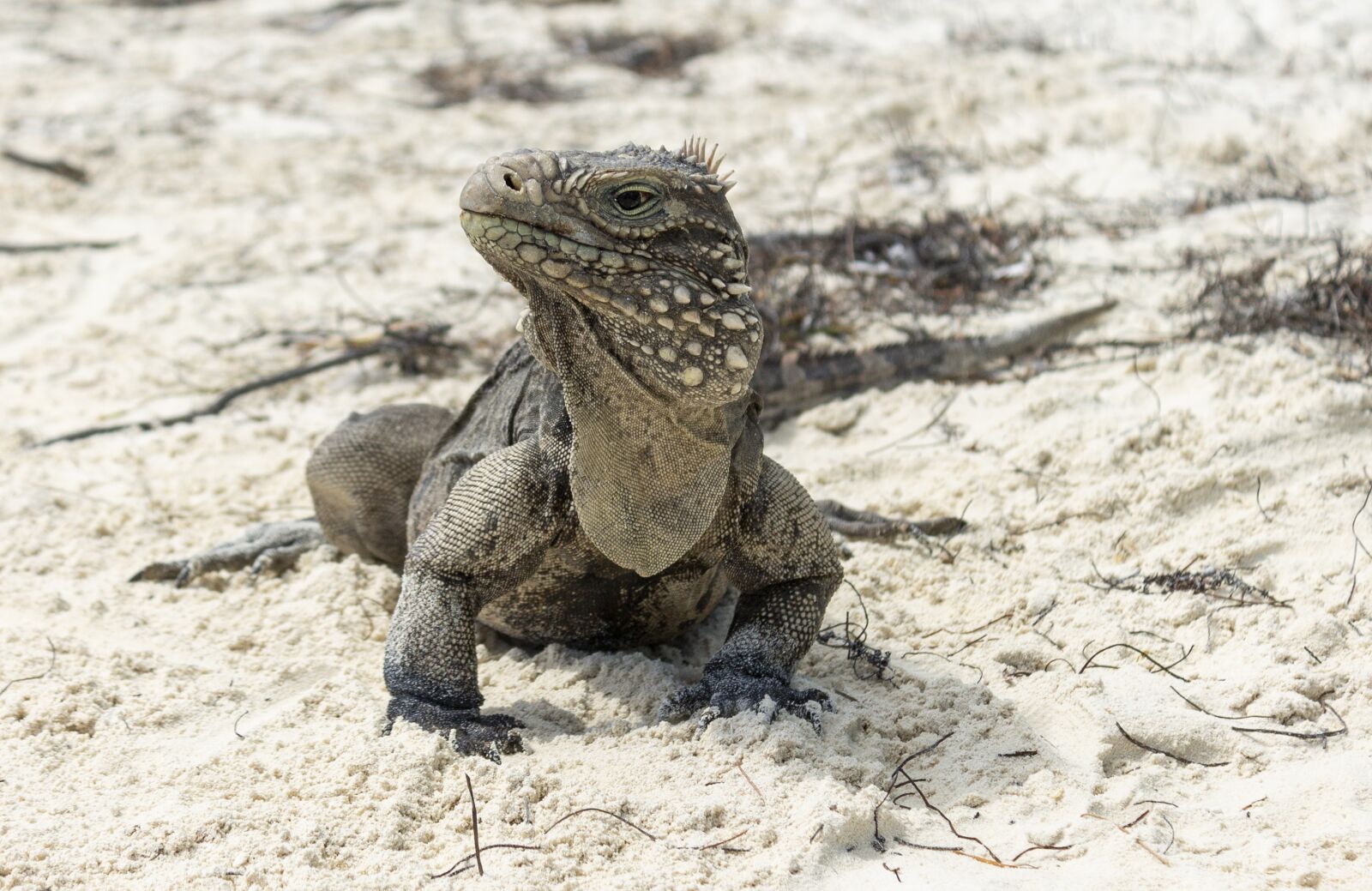 Canon EOS 1100D (EOS Rebel T3 / EOS Kiss X50) sample photo. Iguana, reptile, lizard photography