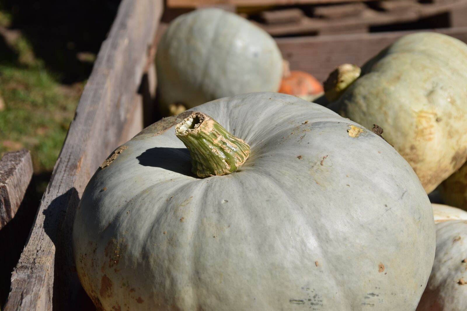 Nikon D3300 sample photo. Pumpkin, autumn, crop photography