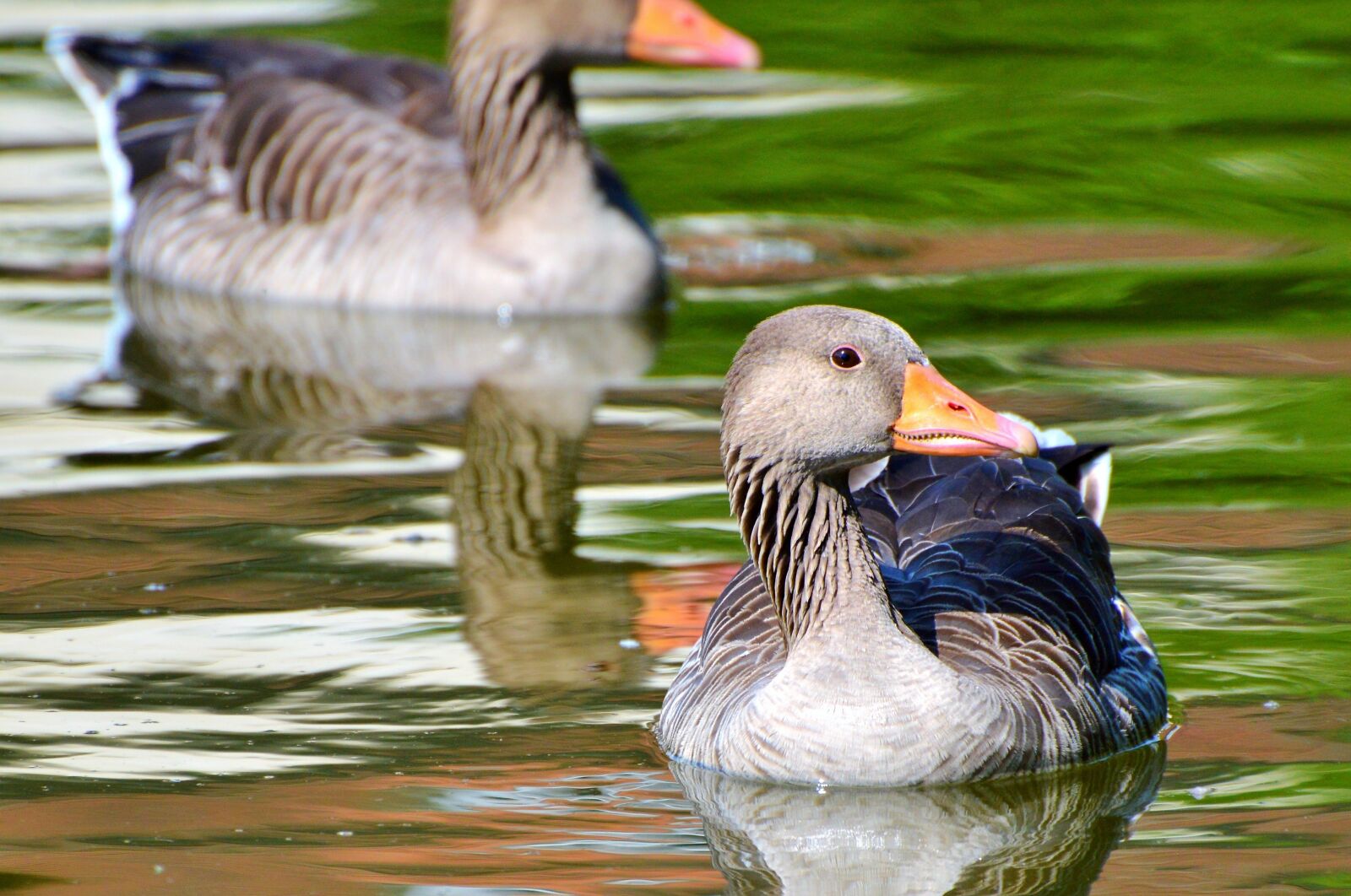 Nikon D3200 sample photo. Wild goose, goose, bird photography