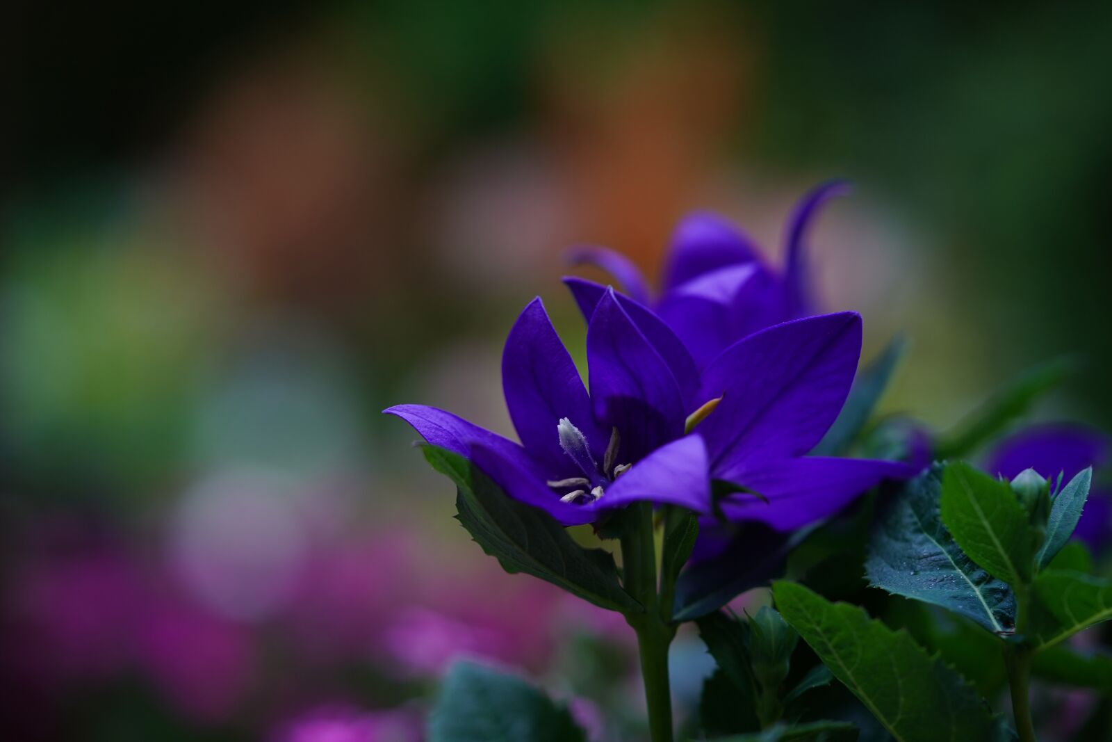 Sony a7 III sample photo. Flower, blossom, bloom photography