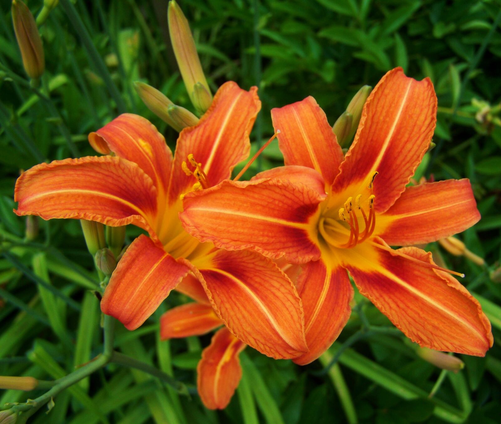 Kodak EASYSHARE ZD710 ZOOM DIGITAL CAMERA sample photo. Daylily, orange-red color, flower photography