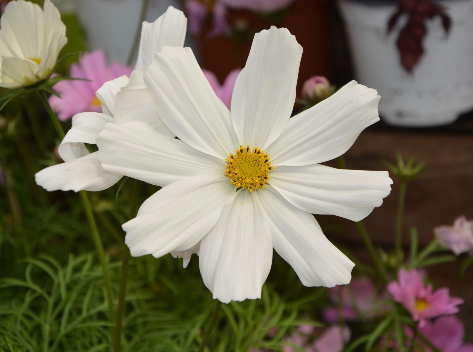 Nikon D5200 sample photo. Flower, white, summer flowers photography
