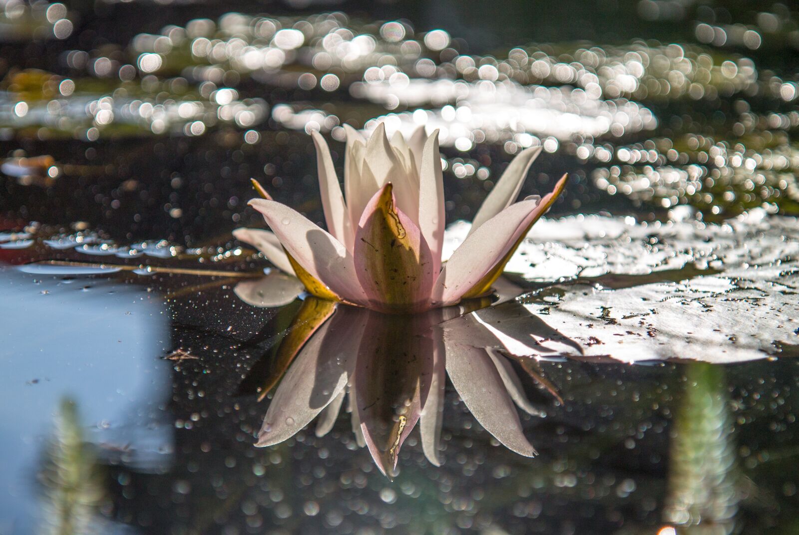 Canon EOS 1100D (EOS Rebel T3 / EOS Kiss X50) sample photo. Waters, nature, flower photography