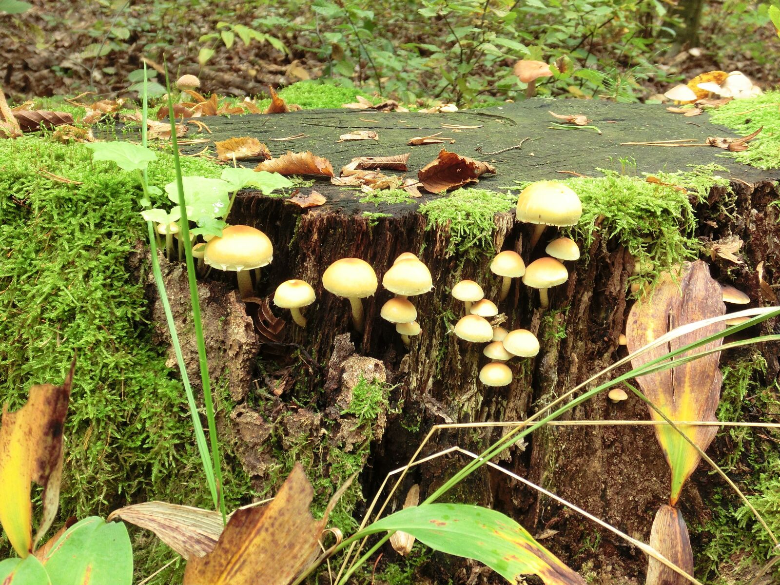 CASIO EX-ZR10 sample photo. Moss, mushroom, autumn photography