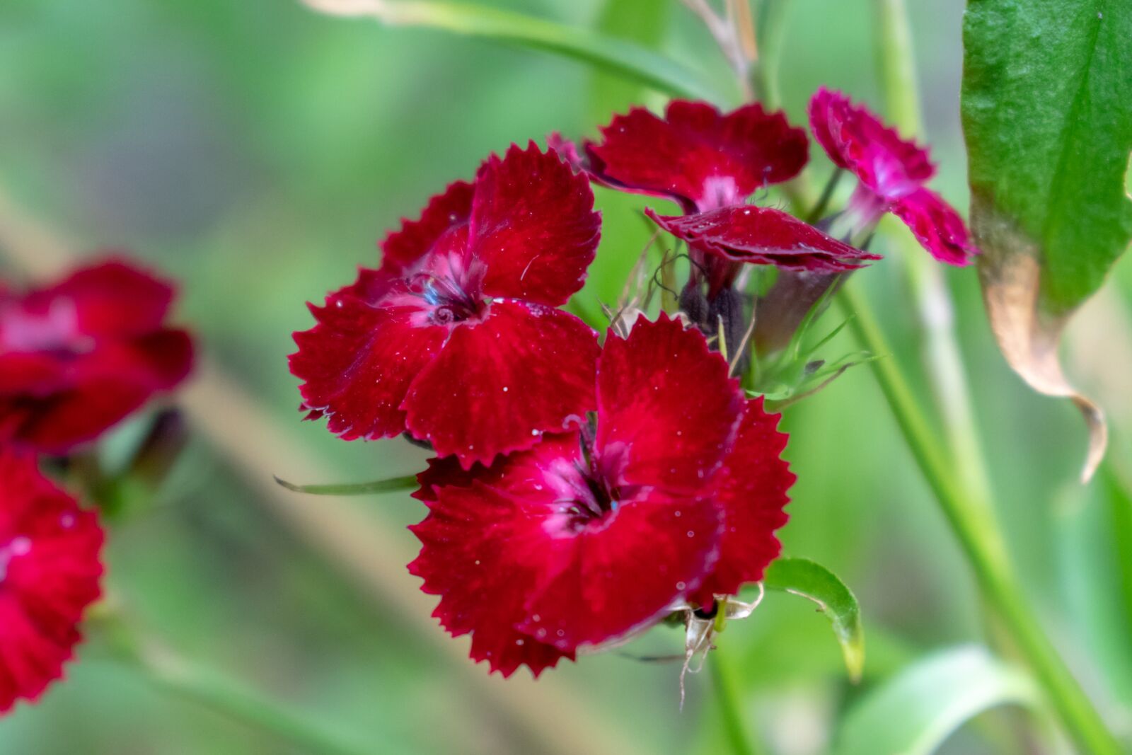 Nikon D3300 sample photo. Flower, nature, garden photography