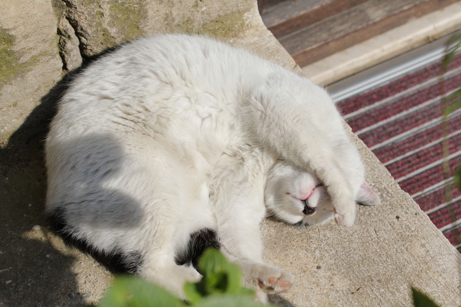 Canon EOS 550D (EOS Rebel T2i / EOS Kiss X4) sample photo. Cat, lazing around, sun photography