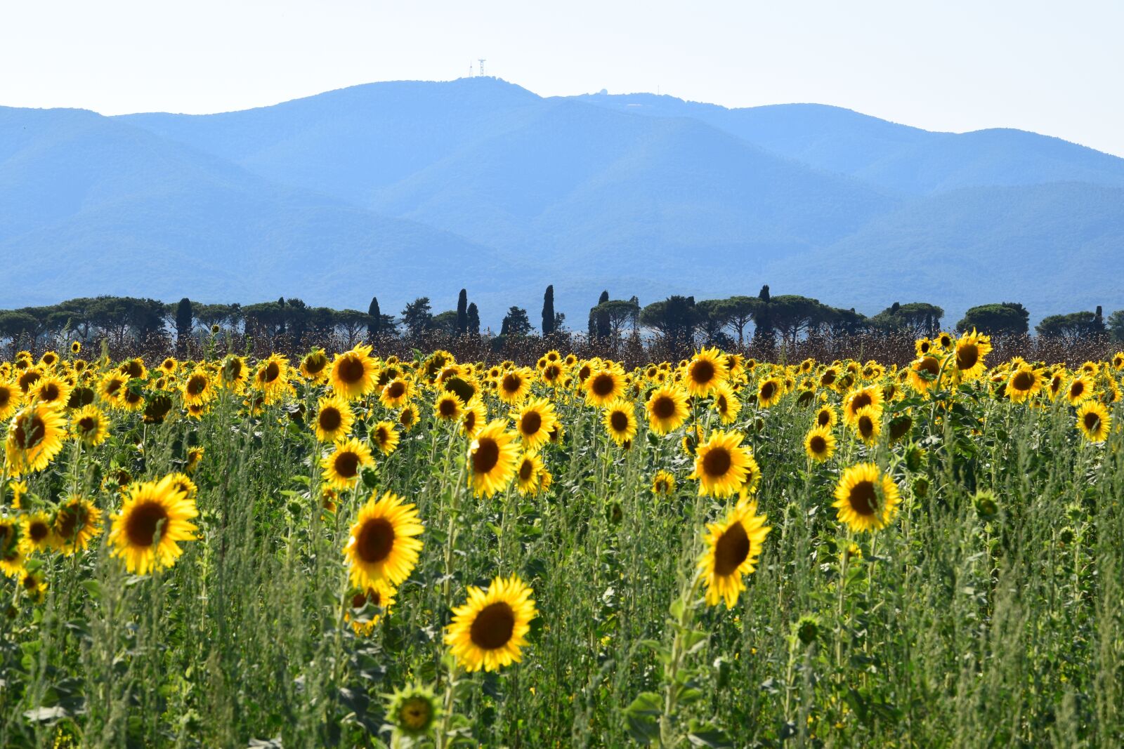 Nikon D3300 sample photo. Sunflower, sunflower field, mountain photography