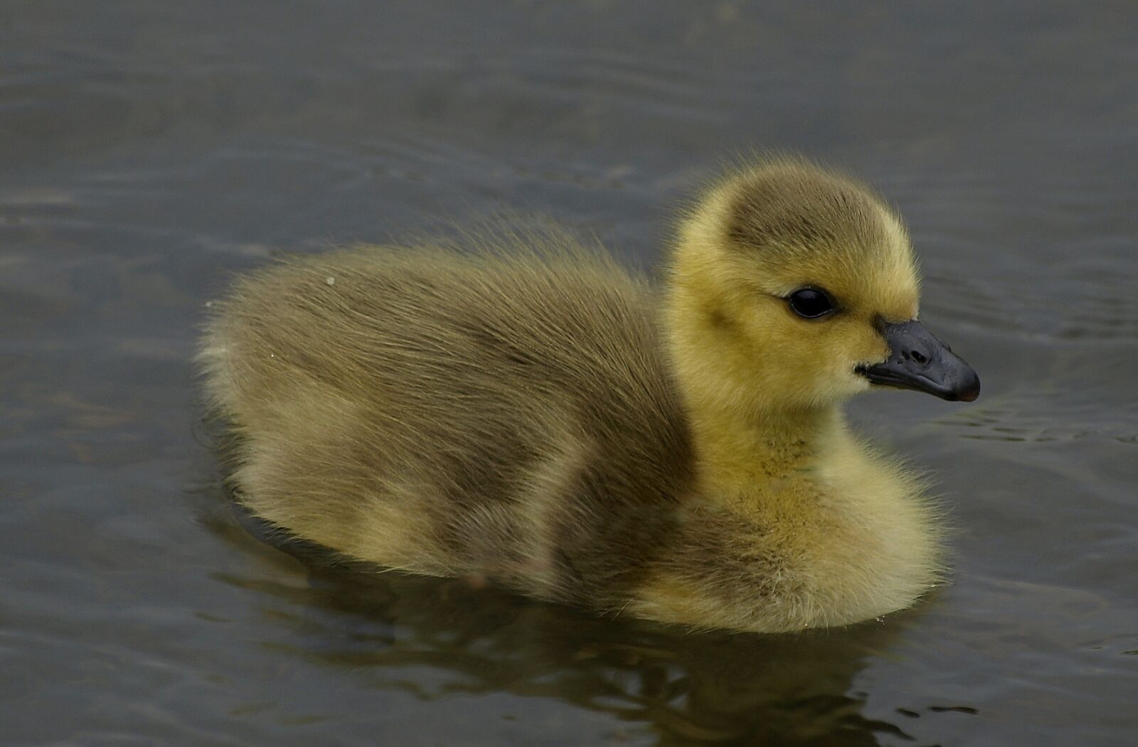 Olympus E-510 (EVOLT E-510) sample photo. Canada chick, bird, wildlife photography