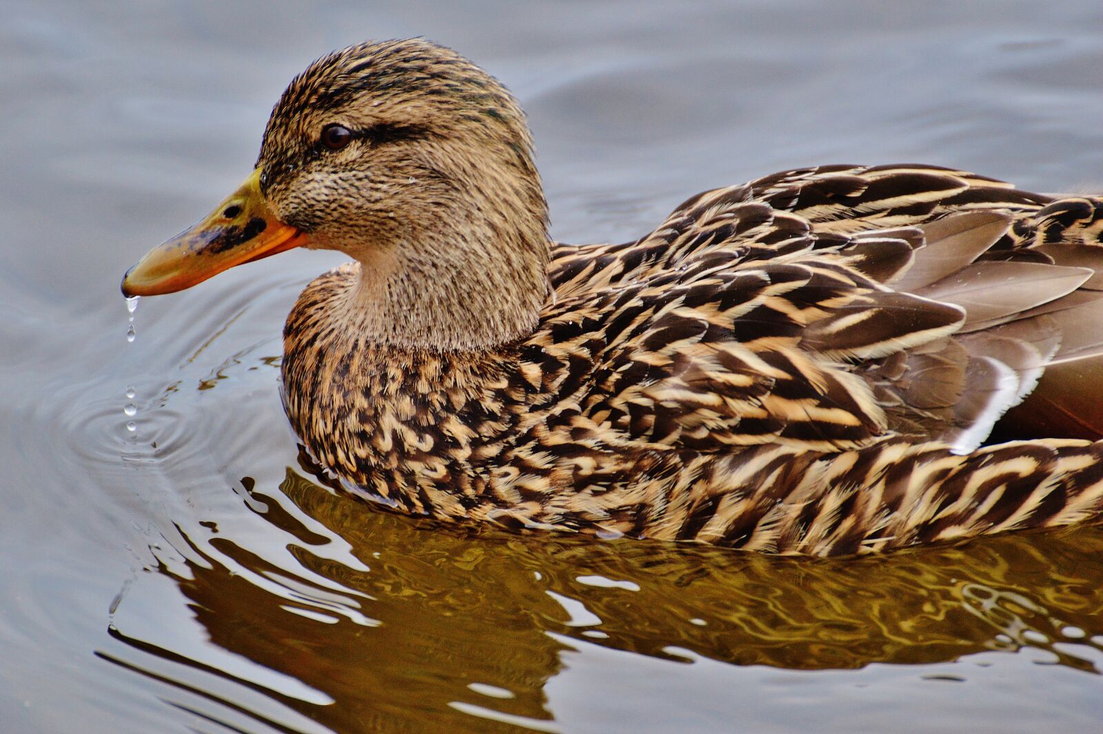 Nikon D3200 sample photo. Ducks, water bird, poultry photography