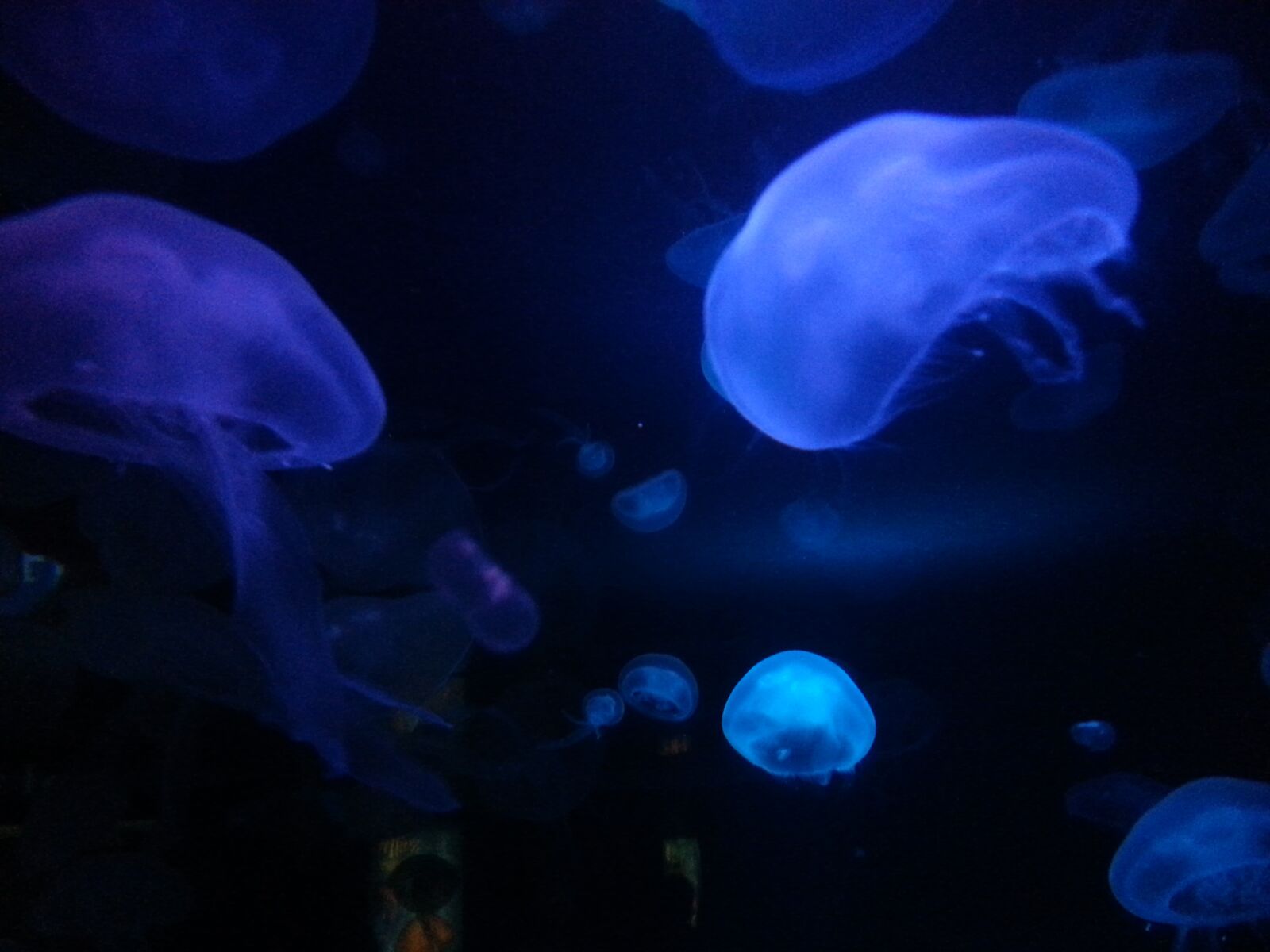 Samsung Galaxy S3 sample photo. Jellyfish, blue, water photography