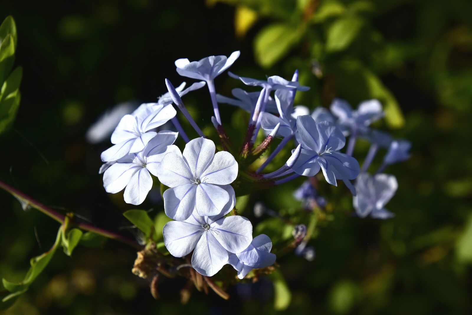 Nikon D7200 sample photo. Flora, garden, nature photography