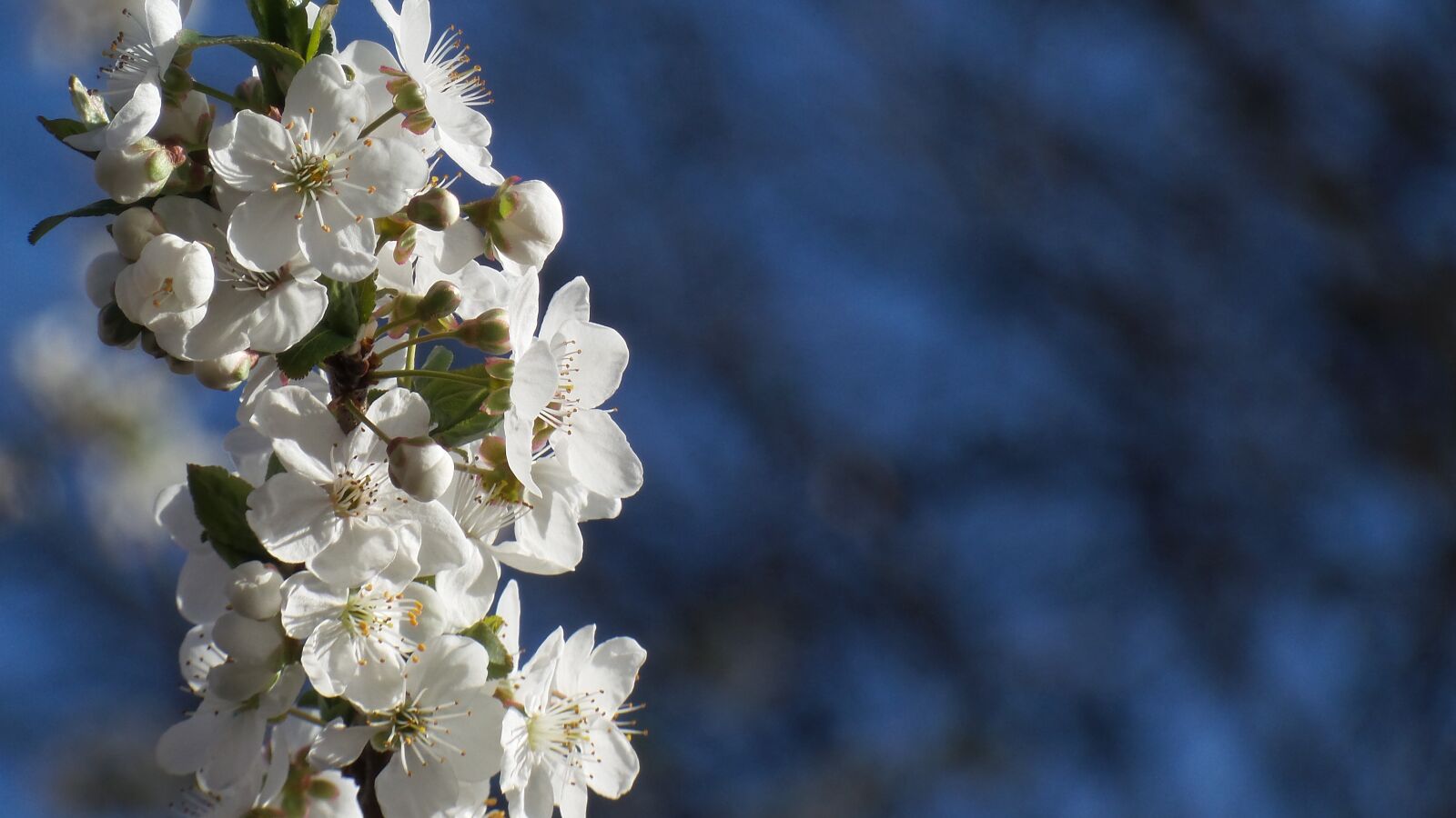 Samsung Galaxy Camera 2 sample photo. Flower flowers, spring, branch photography