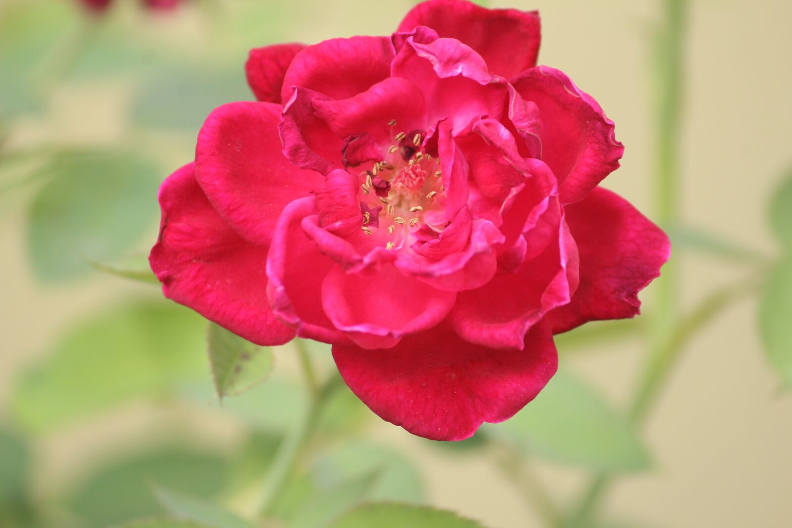 Canon EOS 1200D (EOS Rebel T5 / EOS Kiss X70 / EOS Hi) sample photo. Rose, plant, red photography