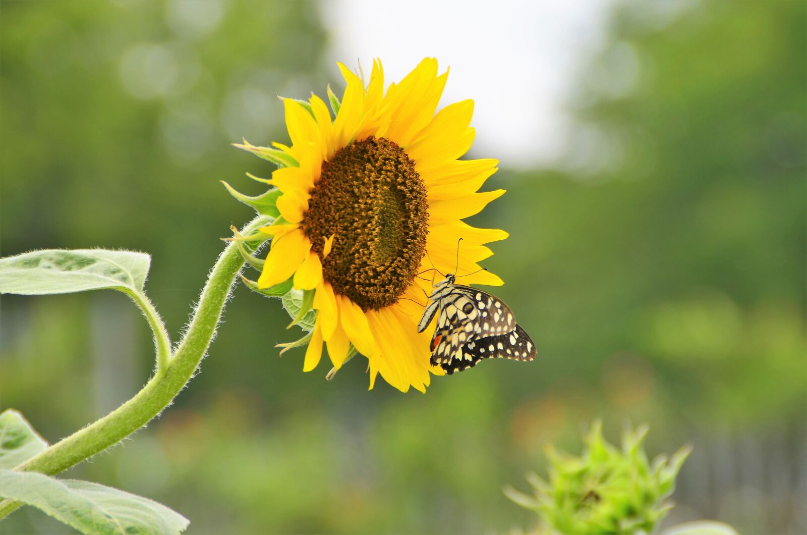 Nikon D5100 sample photo. Nature, butterfly, sunflower photography