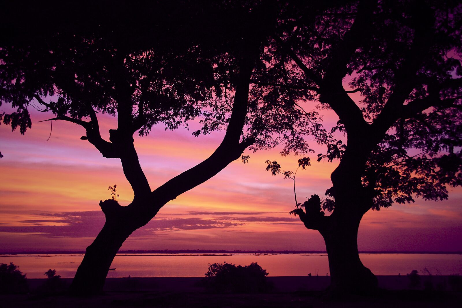 Canon EOS 400D (EOS Digital Rebel XTi / EOS Kiss Digital X) sample photo. Tree, sunset, together photography