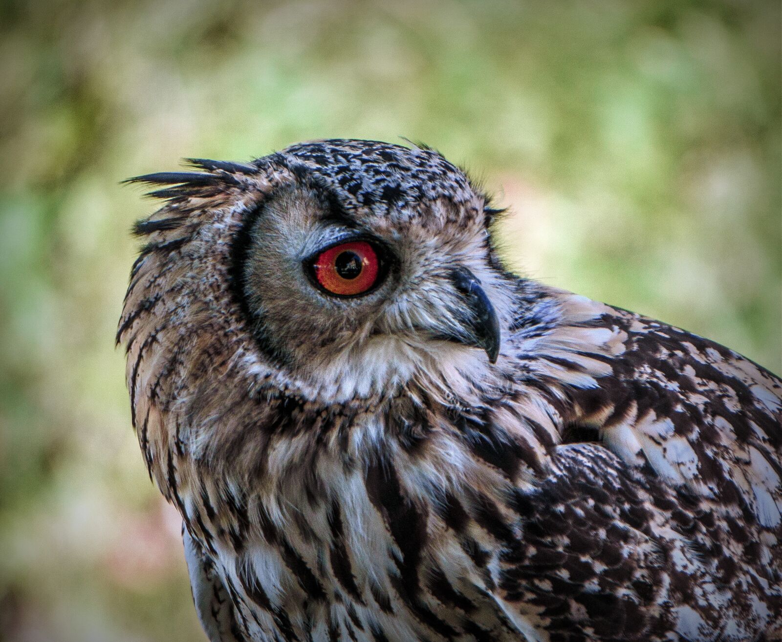 Sony E 55-210mm F4.5-6.3 OSS sample photo. Owl, birds, plumage photography