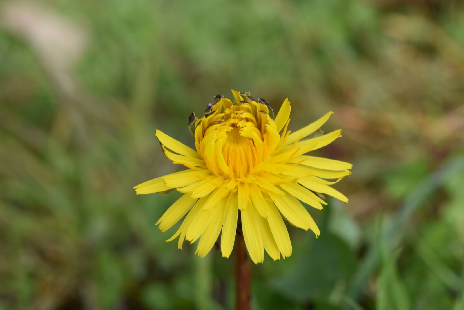 Nikon D5600 sample photo. Flower dandelion flower, flower photography
