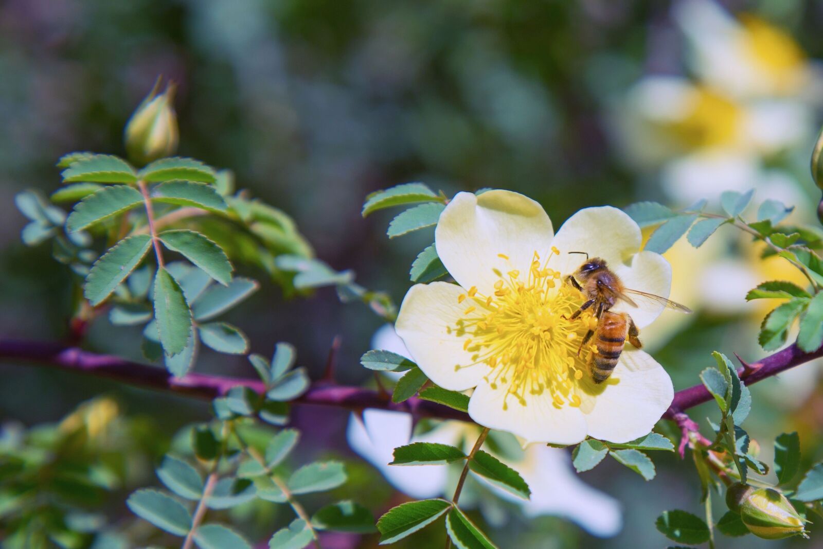 Canon EOS 6D + Canon EF 24-105mm F4L IS USM sample photo. Bee, pollination, pollen photography