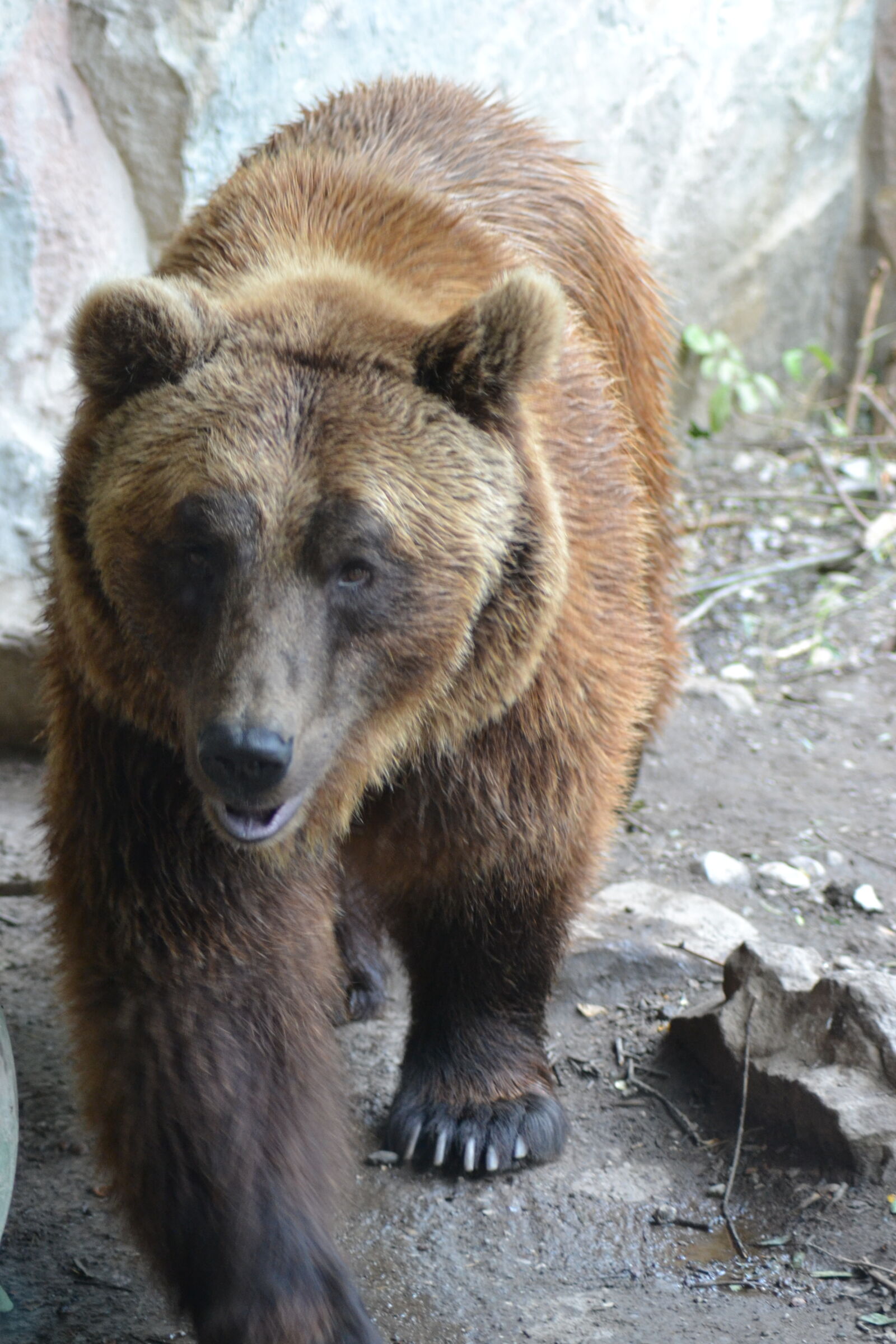 Nikon D3100 sample photo. Alps, bears, close, up photography