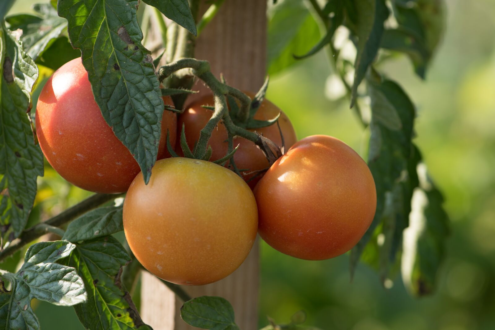 Nikon D750 sample photo. Tomatoes, vegetables, garden photography