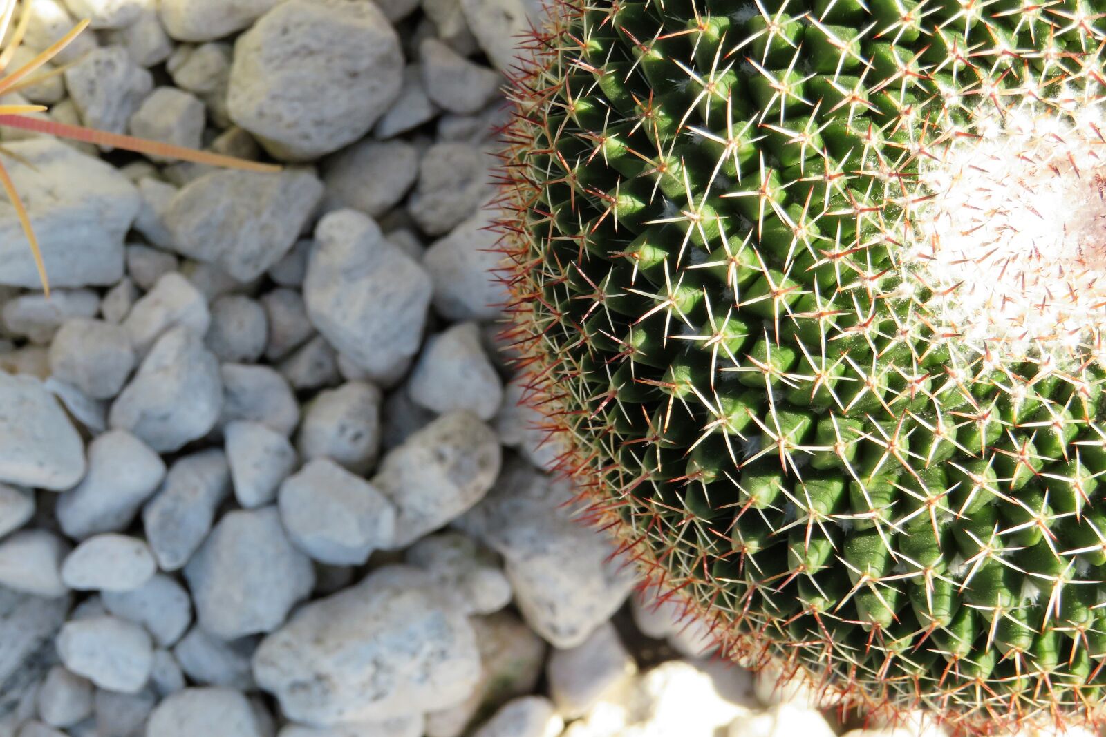 Canon PowerShot SX540 HS sample photo. Cactus, sting, buga photography