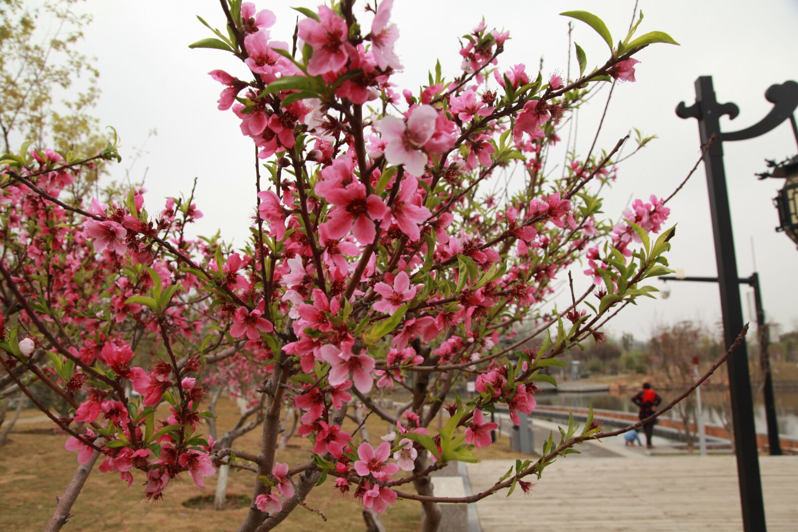 Canon EOS 5D Mark II sample photo. City park, chinese new photography