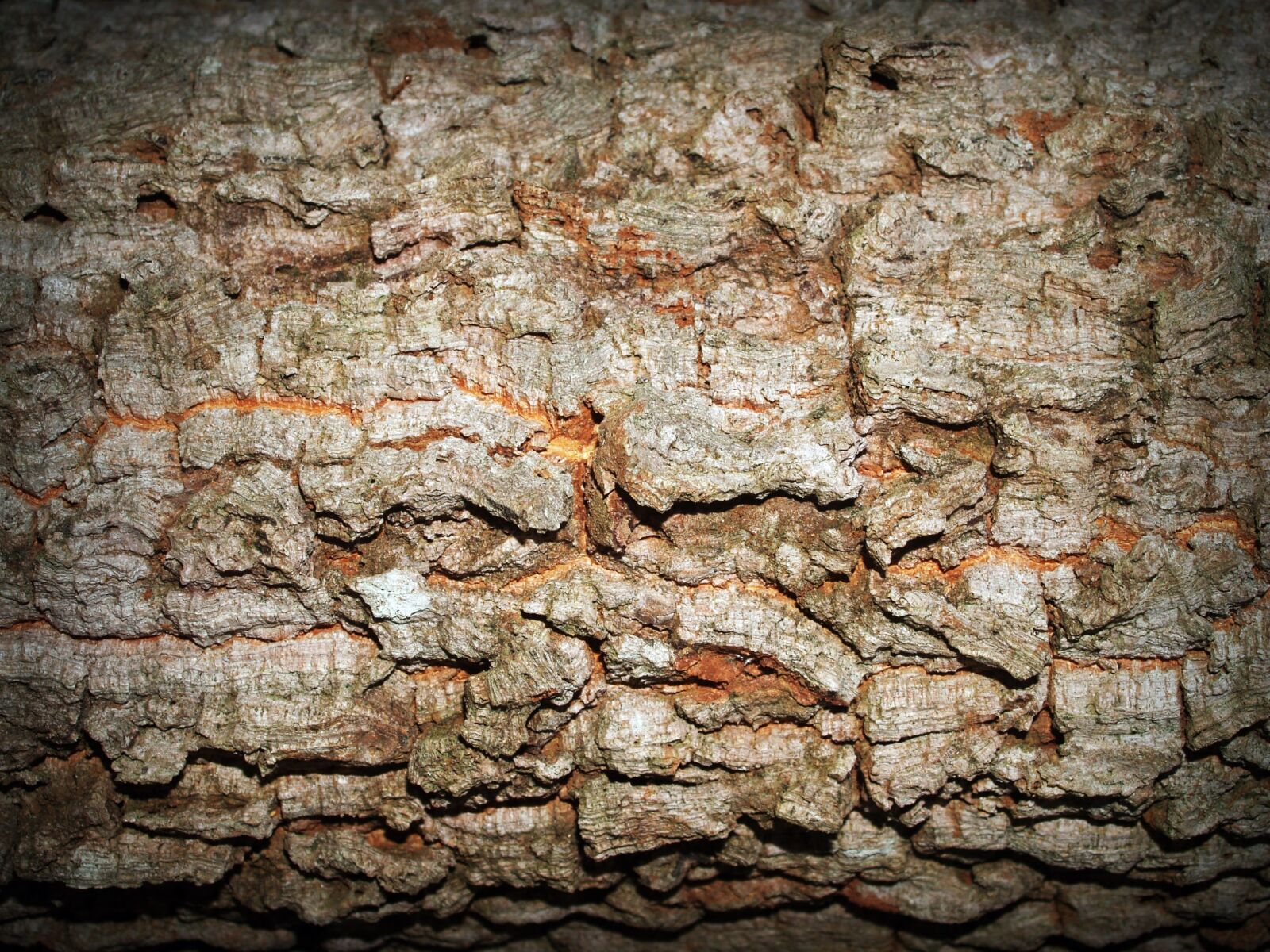 Olympus E-300 (EVOLT E-300) sample photo. Bark, tree, wood photography