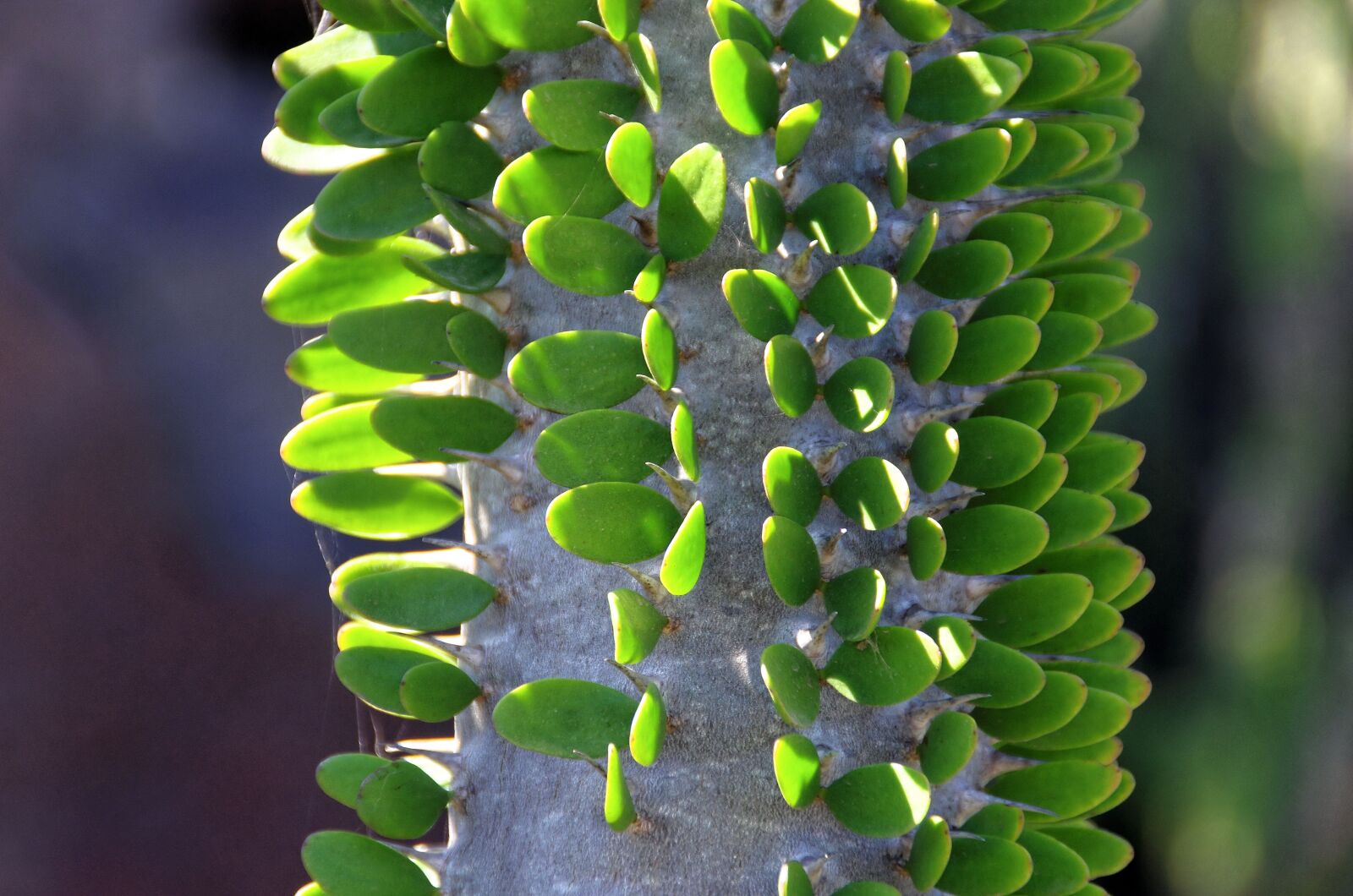 Pentax K-5 sample photo. Lanzarote, cactus, thorns photography