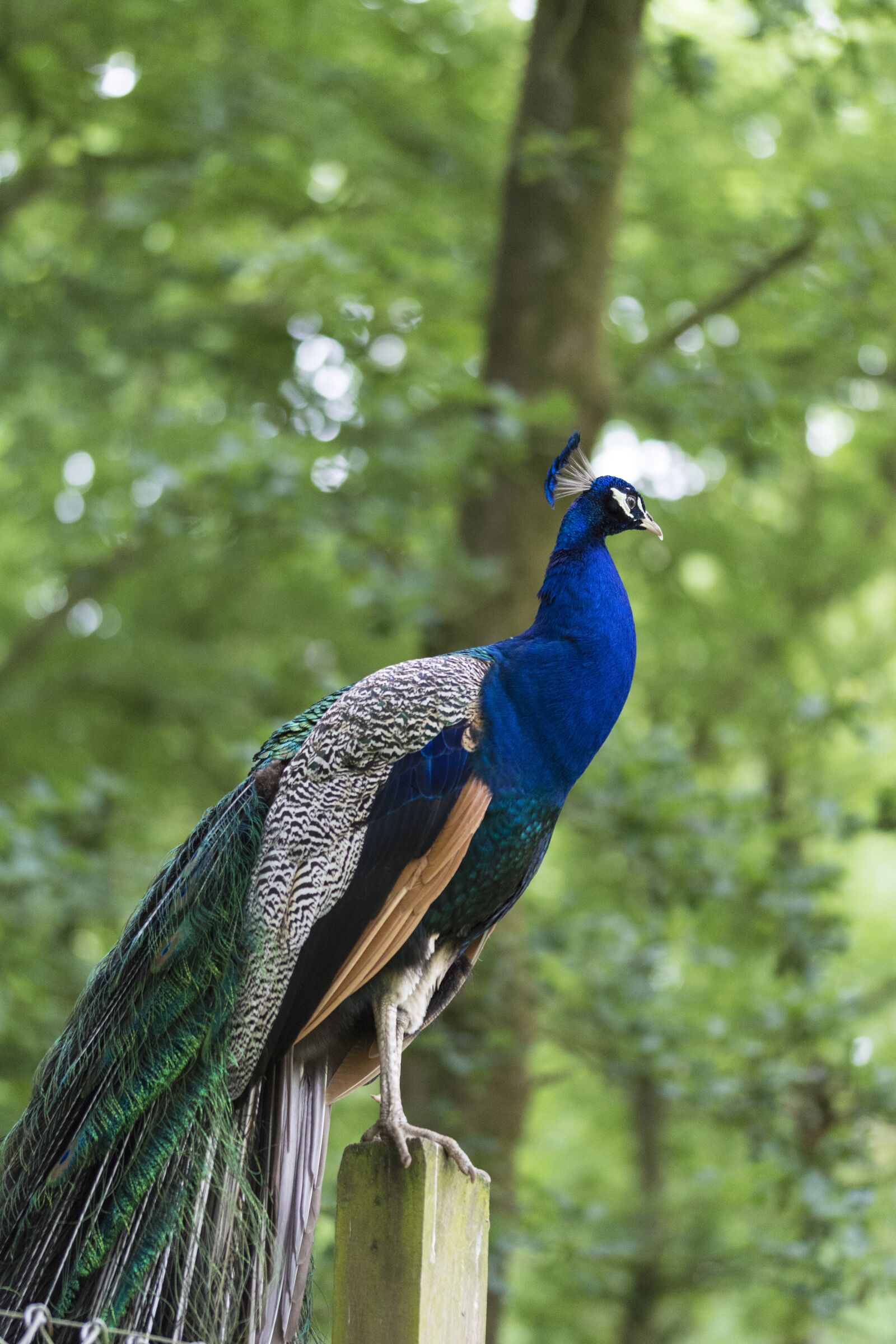 Nikon D5200 sample photo. Peacock, bird, blue photography