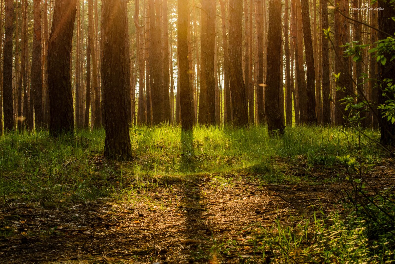 Nikon D3100 sample photo. Forest, ecology, tree photography