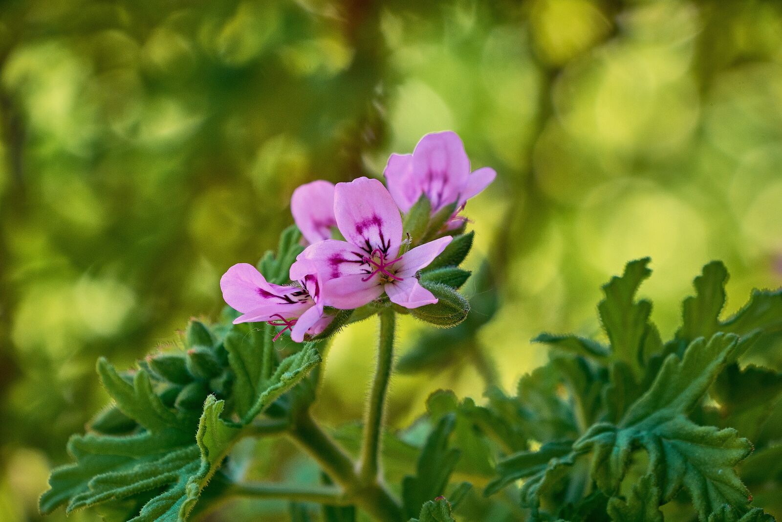 Nikon D7200 sample photo. Geranium lemon, flowering, petals photography